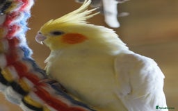 Cockatiels birds for sale: Young Cockatiels - Image 26