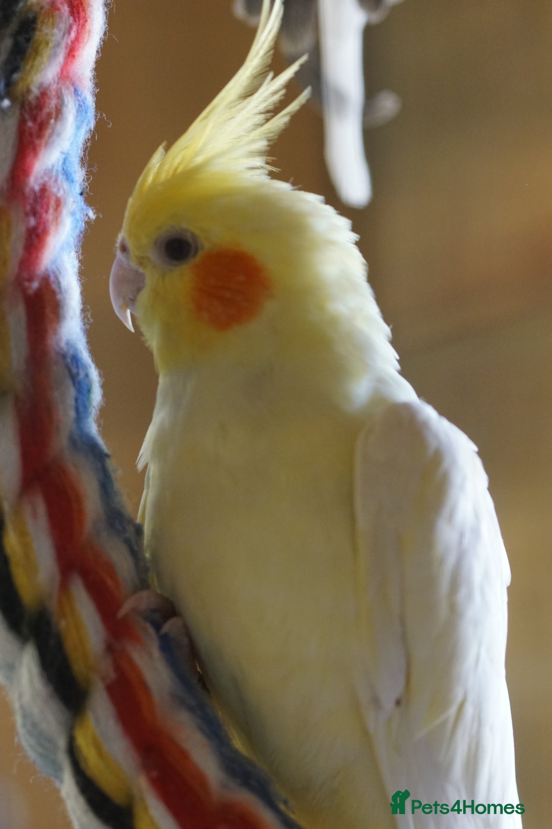 Cockatiels birds for sale: Young Cockatiels - Image 26