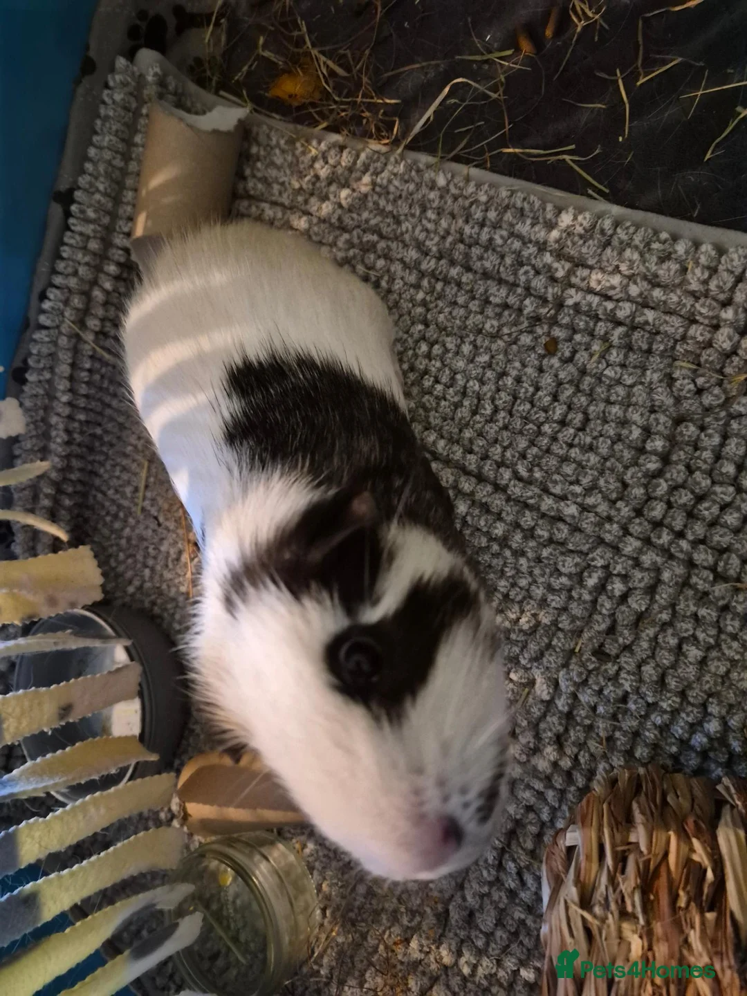 Guinea Pig rodents for sale: Two male guinea pigs in London - Advert 8