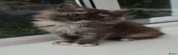 Maine Coon cats for sale: Health tested XXL European female kitten - Advert 10