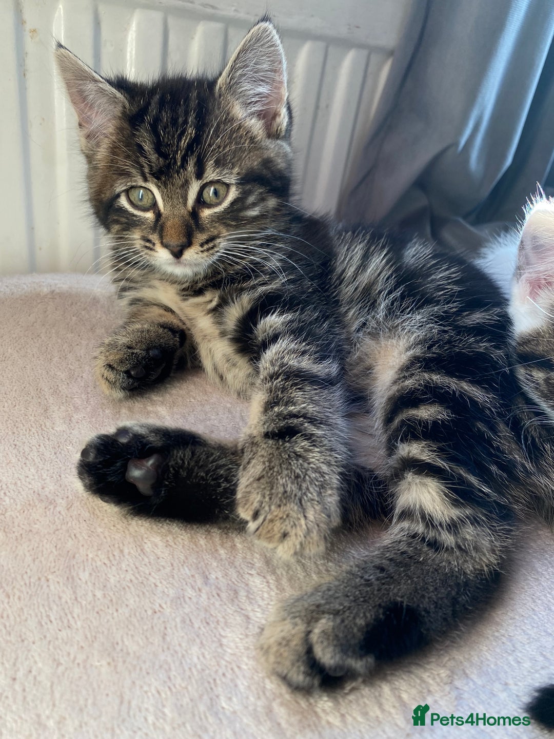 Mixed Breed cats for sale: Beautiful kitten male  - Advert 4