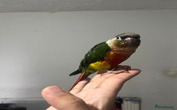 Conures birds for sale: Silly super tame baby conure  - Image 1