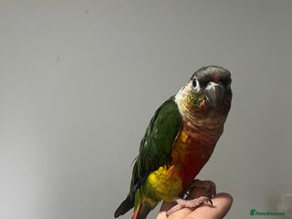 Conures birds - Advert 5