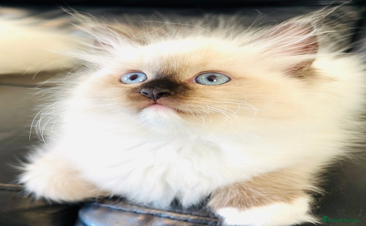Ragdoll cats - Advert 4
