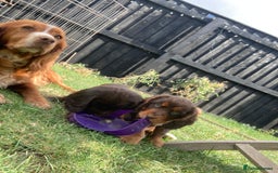 Cocker Spaniel dogs for sale: Full of character  - Image 8