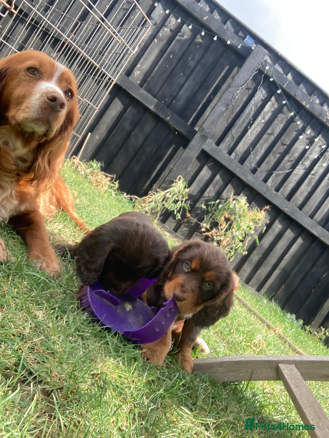 Cocker Spaniel dogs for sale: Full of character  - Image 8