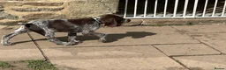 German Wirehaired Pointer dogs for sale: Ready to go Wiredhaired German pointer pups  - Advert 2