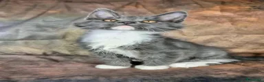 Maine Coon 3