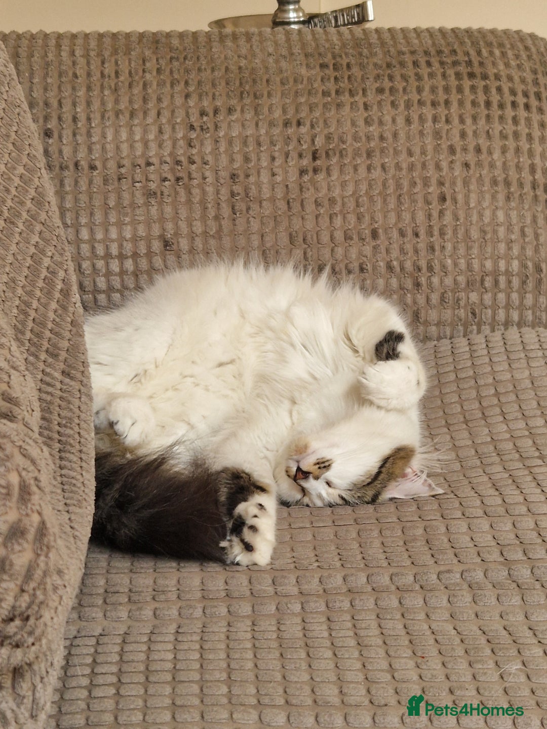 Mixed Breed cats for sale: Two cats to go to a good home - Advert 9