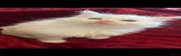 Maine Coon cats for sale: White Maine Coon kittens in Bury Saint Edmunds - Advert 14