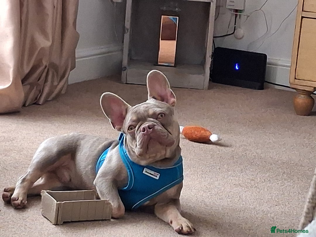 French Bulldog dogs for sale: Bruno  - Image 2