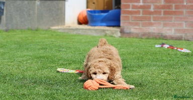 Cockapoo dogs - Advert 9