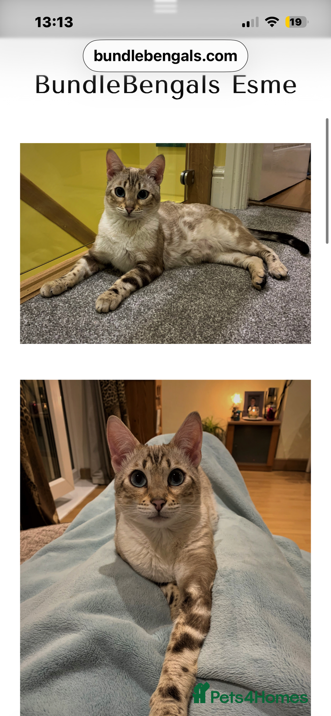 Bengal cats for sale: Affectionate Snow Bengal Female (TICA REGISTERED) - Advert 2