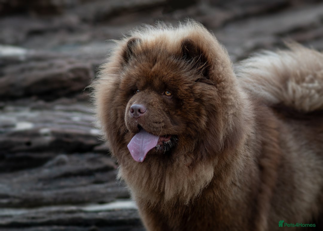 Chow Chow dogs for stud: 🐻Beautiful chocolate chow chow stud 🧬 in Wirral - Image 2