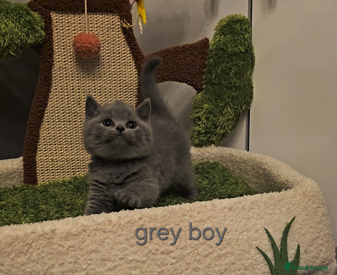 British Shorthair cats for sale: British Shorthair kitten's, GCCF pedigree - Advert 2