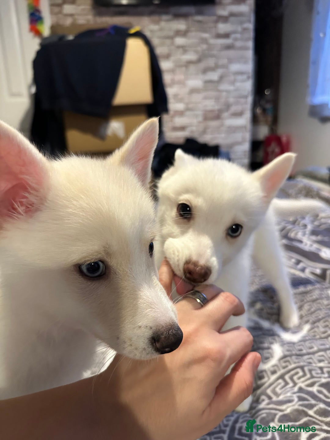Pomsky dogs for sale: F4 Puppy pomsky  - Advert 9