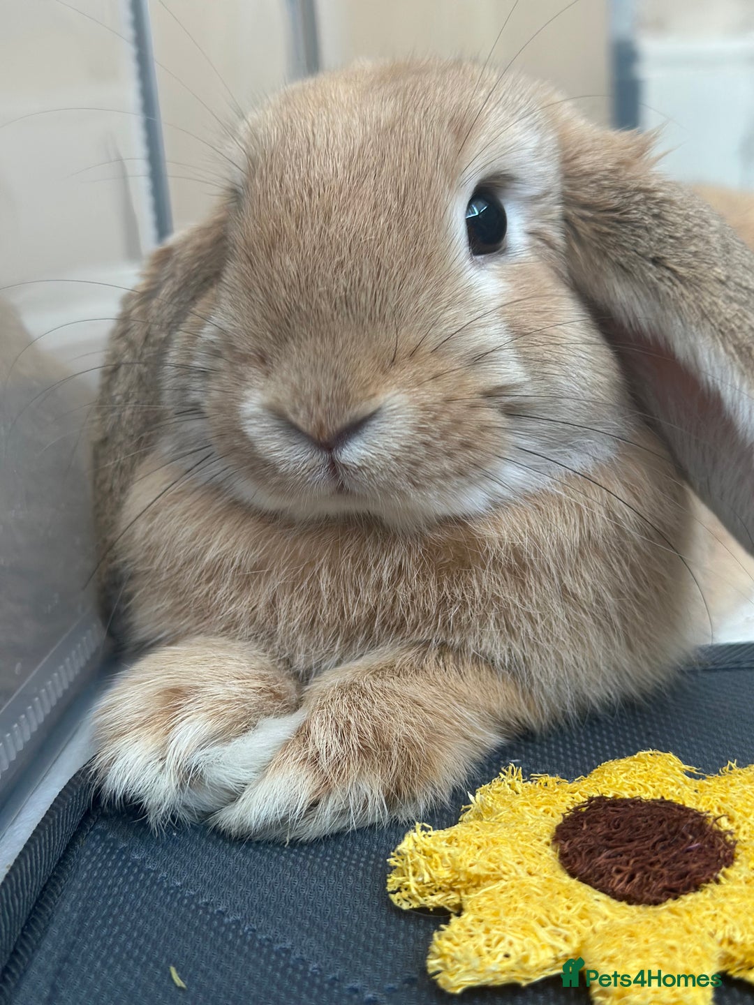 English Lop rabbits for sale: Bambino - Image 2