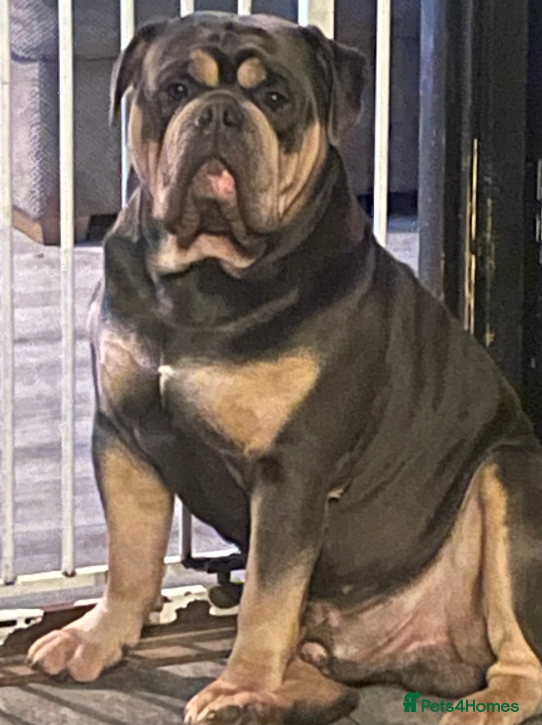 Olde English Bulldogge dogs for stud: Fluffy carrier health tested proven male - Advert 5