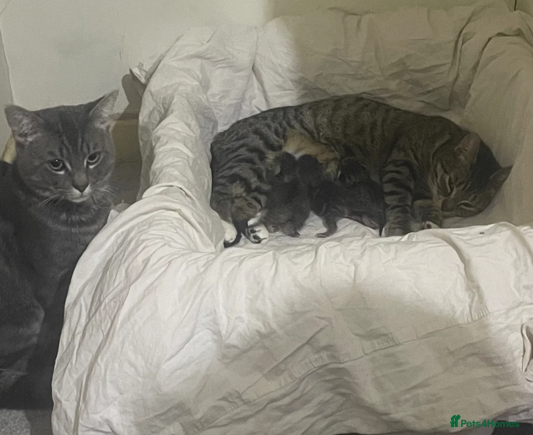 Mixed Breed cats for sale: 3 adorable kitten  in Manchester - Advert 3