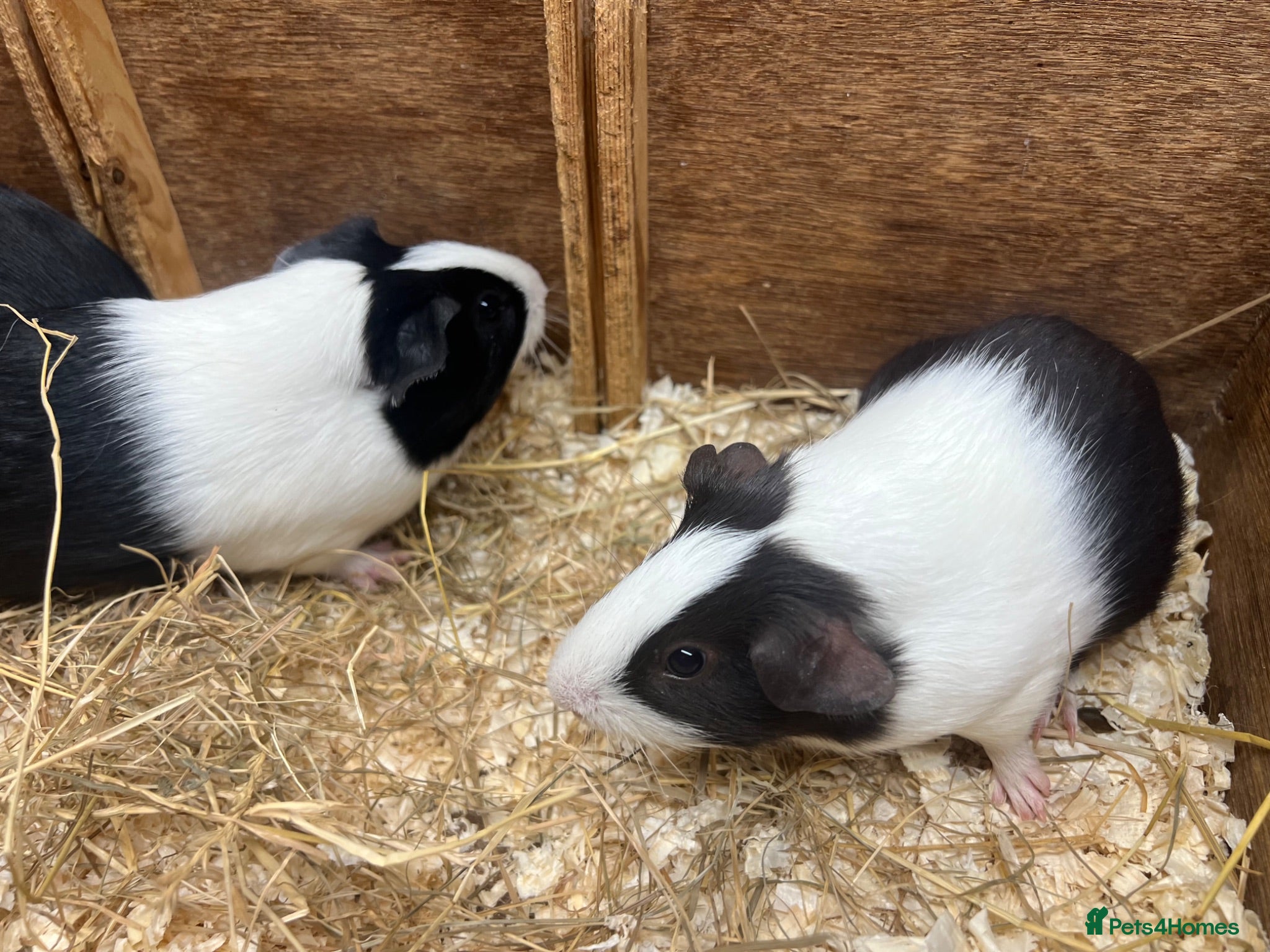 Guinea Pig rodents Young Male / boar guinea pigs  - Advert 1