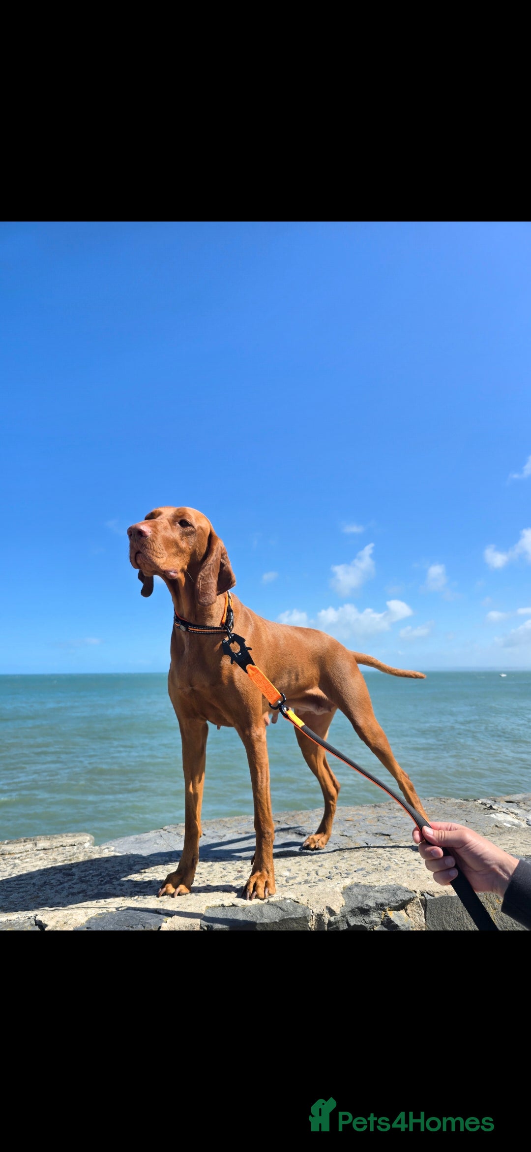 Hungarian Vizsla dogs for sale: KC Hun.Vizsla Puppies  - Advert 2