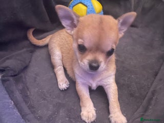 Chihuahua dogs Chihuahua puppy - Advert 11