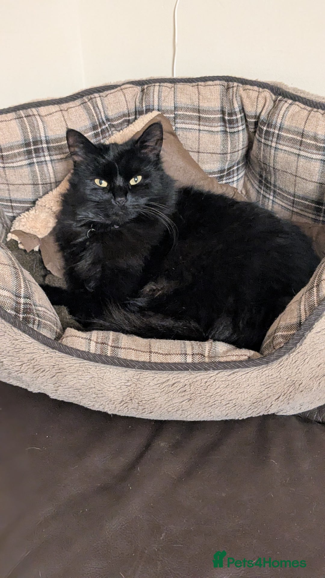 Mixed Breed cats for sale: Loving Home Wanted for Two Bonded Cats - Image 7