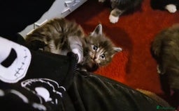 Maine Coon cats for sale: Last girl Tica Beautiful Maine Coon kittens  - Image 30