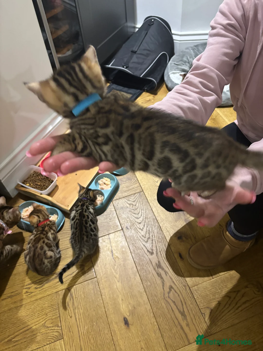Bengal cats for sale: Pure bread Bengals - Advert 12