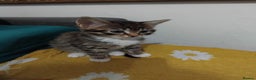 Mixed Breed cats for sale: Tabby girl  - Advert 3