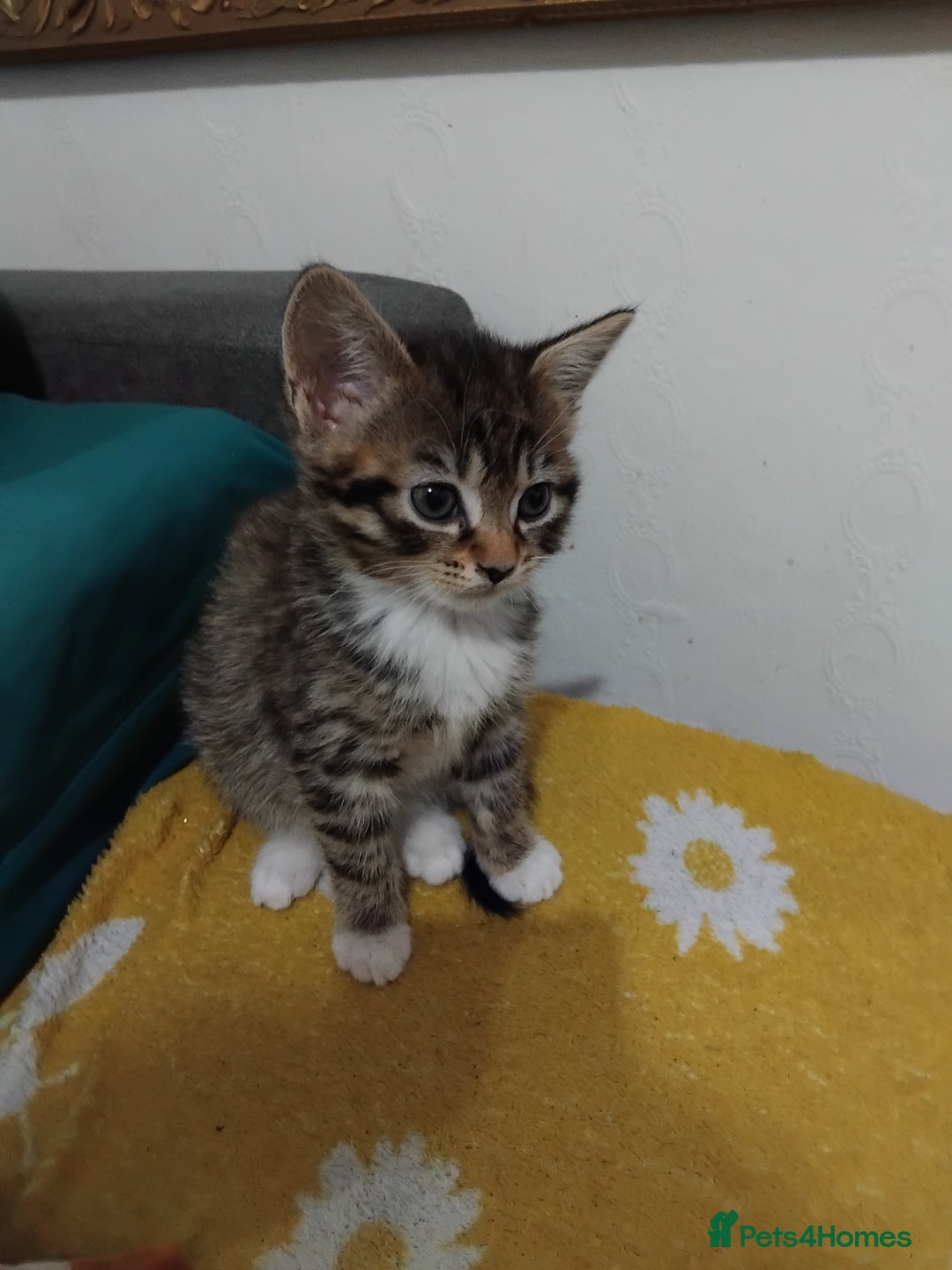 Mixed Breed cats for sale: Tabby girl  - Advert 3