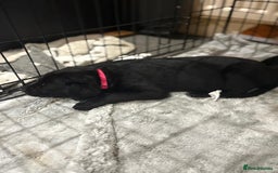 Mixed Breed dogs for sale: Gsd x Mali x Staffy - Image 7