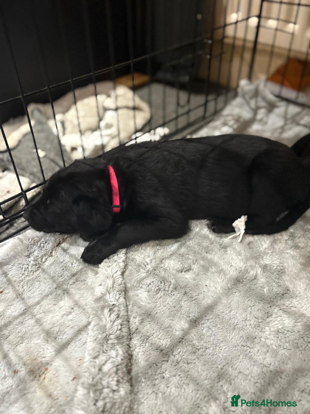 Mixed Breed dogs for sale: Gsd x Mali x Staffy - Image 7