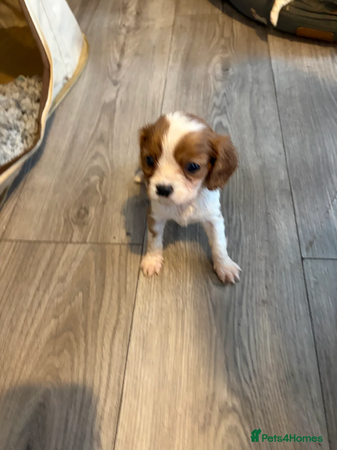 Cavalier King Charles Spaniel dogs for sale: Cavalier King Charles  - Advert 23