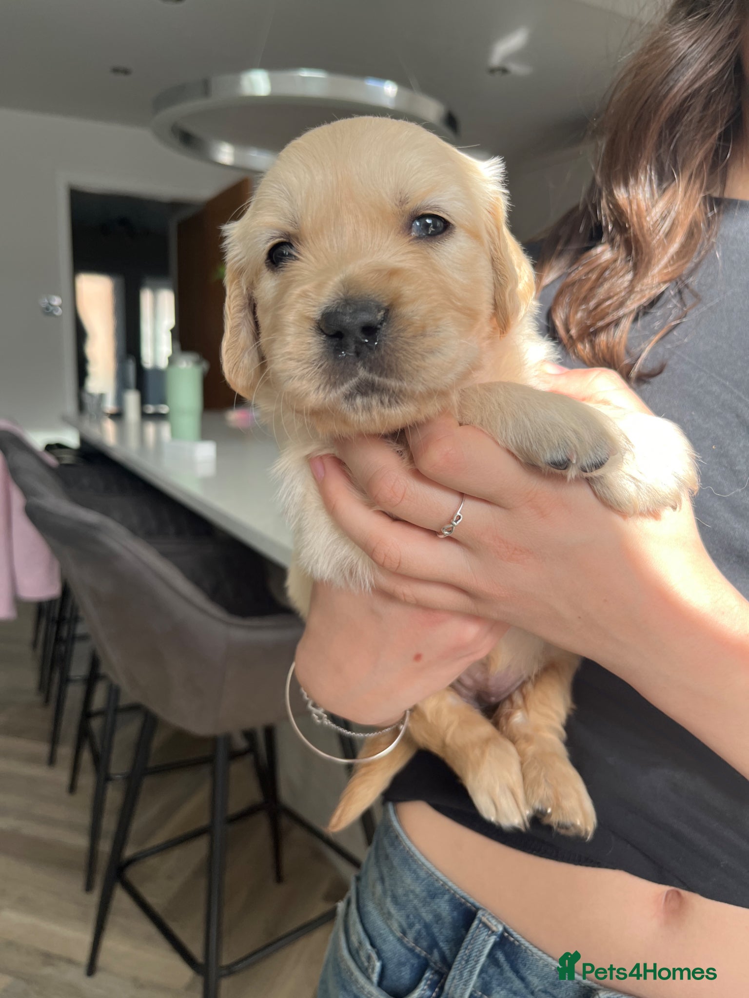 Golden Retriever dogs Gorgeous litter of Goldens - Advert 2