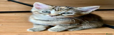 Mixed Breed Kitten 4