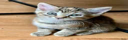 Mixed Breed cats for sale: Ragdoll mix mother - Advert 13