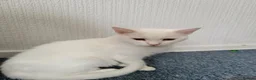 Mixed Breed cats for sale: kittens for sale  - Advert 20