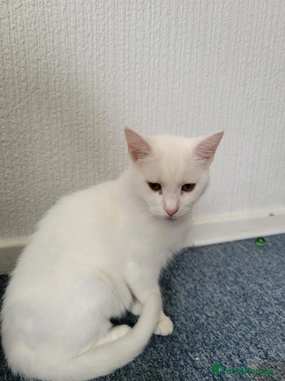 Mixed Breed cats for sale: kittens for sale  - Advert 20