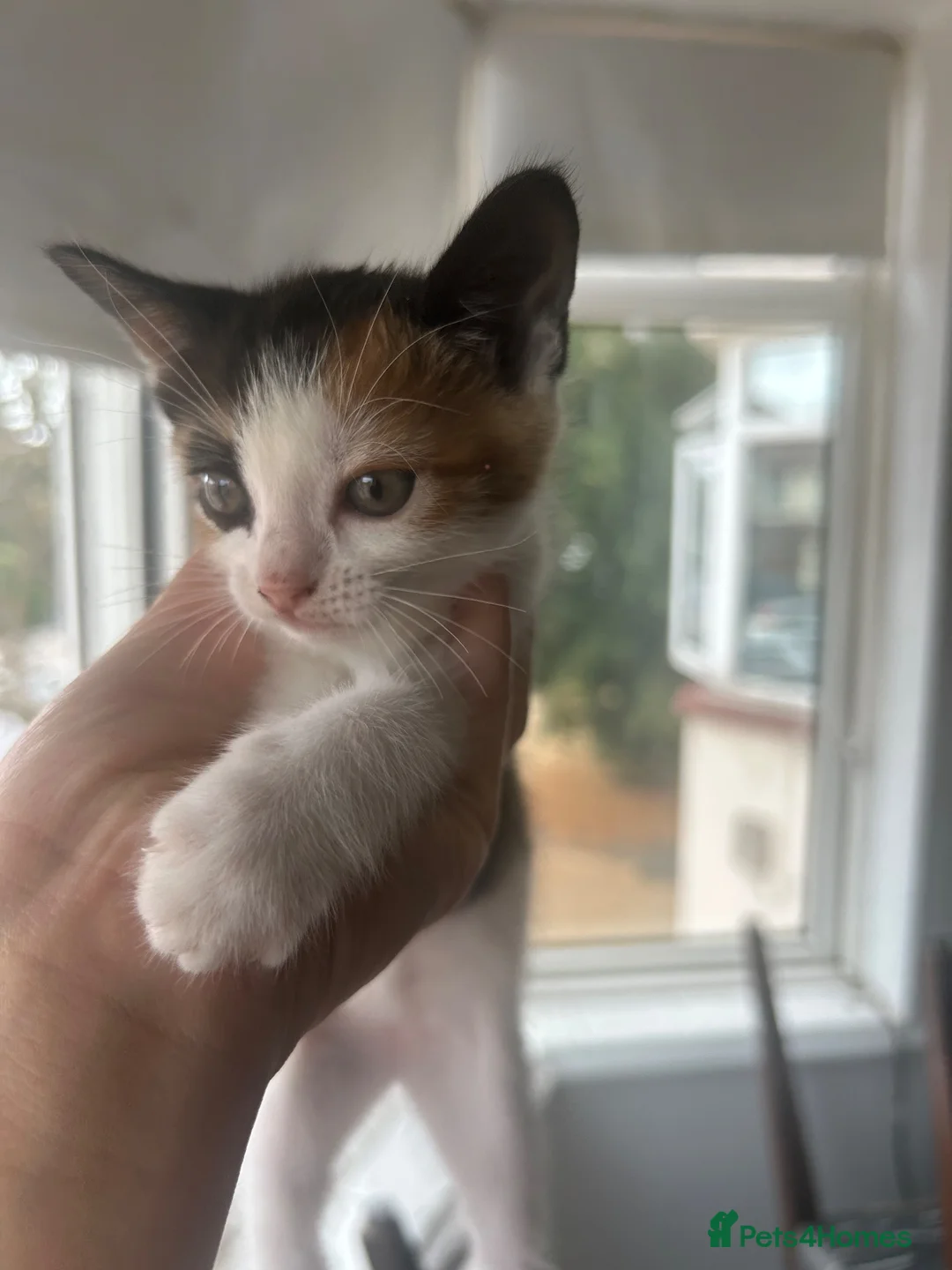 Savannah cats for sale: 5 stunning kittens  in Romford - Advert 2