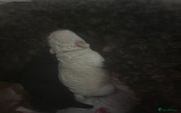 Cockapoo dogs for sale: Toy cockapoo - Advert 7