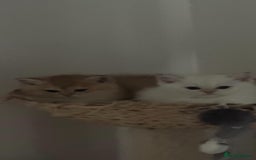 Scottish Fold cats for sale: Purebred Scottish kittens - Image 10