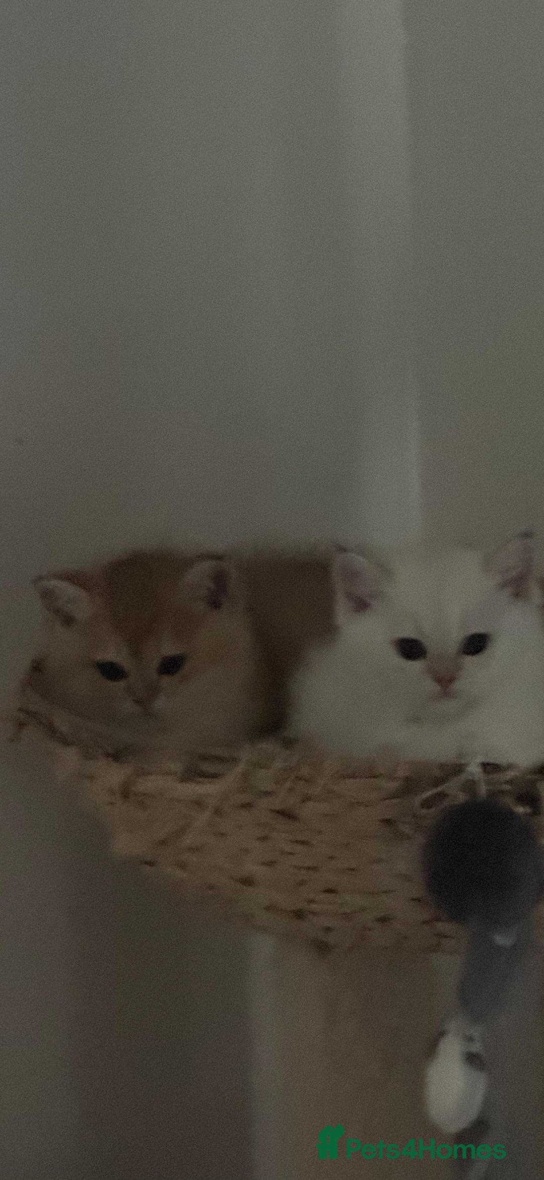 Scottish Fold cats for sale: Purebred Scottish kittens - Image 10