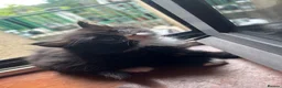 Mixed Breed cats for sale: Britishlonghair & TurkishAngora  last 2 left   - Advert 4