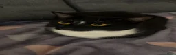 Mixed Breed cats for sale: Rehome my lovely Vader  - Advert 3
