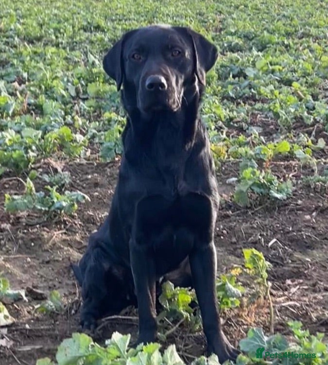 Labrador Retriever dogs KC Reg. Working Labrador Puppies ready to go - Advert 1