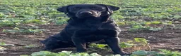 Labrador Retriever dogs for sale: KC Reg. Working Labrador Puppies ready to go in Wickford - Advert 6
