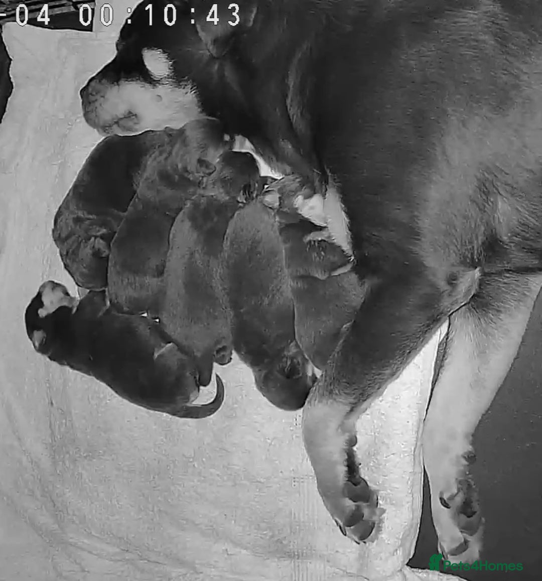 Rottweiler dogs for sale: Rottweiler puppies  - Image 2