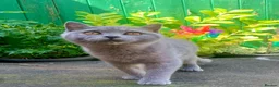 British Shorthair cats for sale: Gccf registered British Blue boy - Advert 8