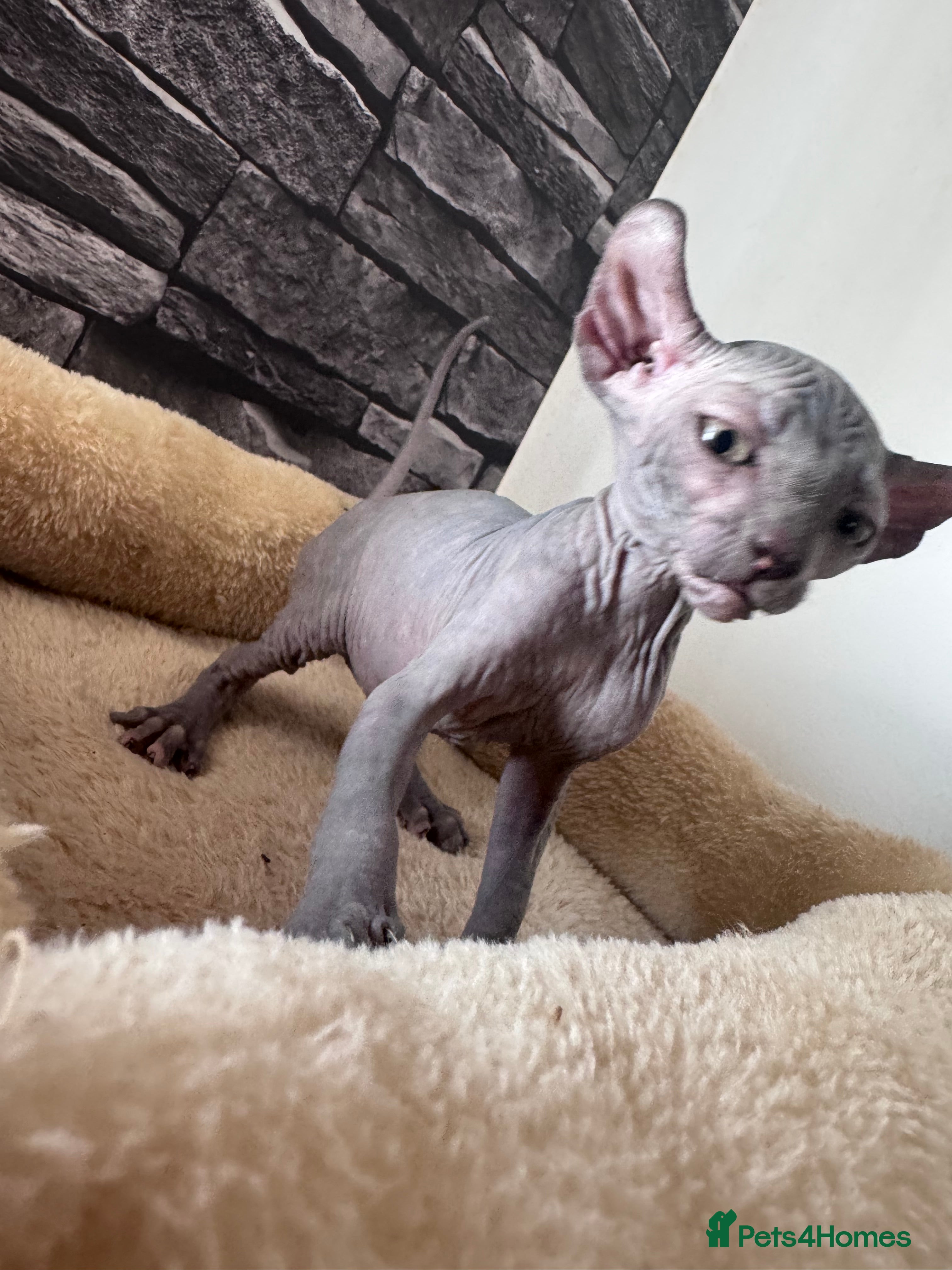 Sphynx cats 🐈‍⬛🐾 Sphynx elf's / Canadian kittens  - Advert 2